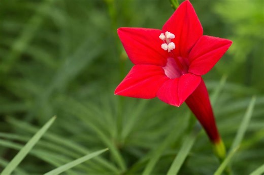 Cardinal Climber Seeds – Hummingbird Vine With Rare Red Flowers - Etsy