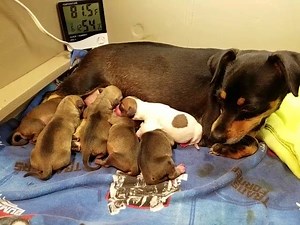 Welcome to Rescue! These puppies were born December 27, 2017. Congratulations Starry Night! If you'd like to donate to the care of this family please visit www.ddrtx.org. Thank you! #WelcomeToRescue #SixHealthyPups #PreciousPups #DDRTX #Dachshund #DonateToCare | Diamond Dachshund Rescue of Texas