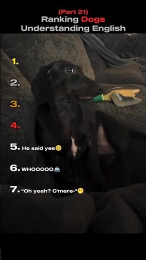 Ranking Dogs Understanding English Part 21 🐕 (You Won't Believe No.1) #shorts