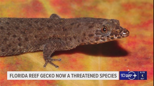 The Florida reef gecko is now a threatened species