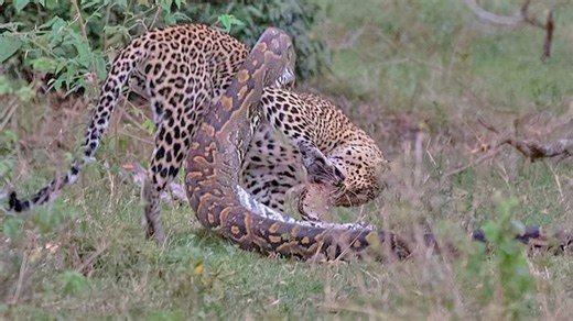 Python Constricts Leopard As It Fights Back!