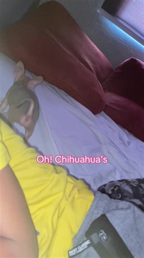 #ohchihuahuas cómo les explico que esta Mlnl mlnl es una toda terreno 🥴