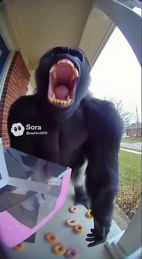 Gorilla eating donuts #gorilla #funny #monkey #ai #sora #donuts #donuts