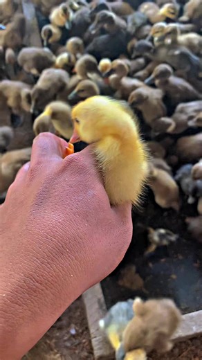 How to Raise Healthy Ducklings: A Guide for New Farmers