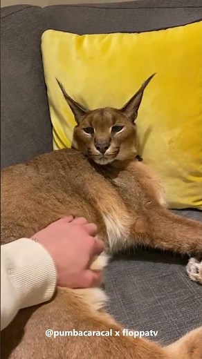 Pumba is Calm #caracal #floppa