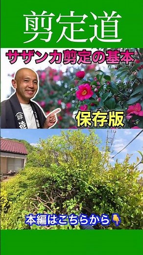 《Pruning Basics》A Careful Explanation with a Unique Perspective!! Sasanqua Camellia #GardenTreeMa...