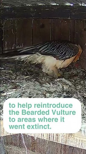 🐣 The first Bearded Vulture chick of 2023 has arrived! #shorts