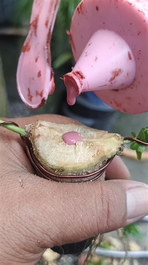 The beginning of making bonsai from stem cuttings #shorts #shortvideo #shortsfeed #art