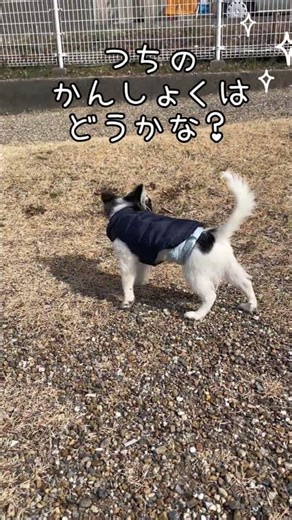 ぎゅうちゃんうごきだした #チワワ #可愛い #わんこ #お散歩 #shorts