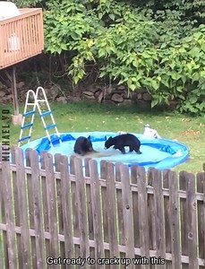 8.9K views · 203 reactions | Funny Bears Compilation | Michael Yo | Facebook