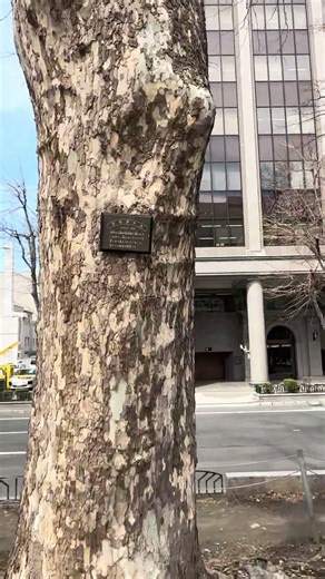 【迷彩柄の大木🌳】プラタナスin大通公園2026年4月9日