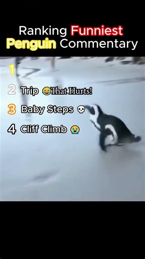 Top 5 Funniest Penguins Caught on Camera 😂🐧