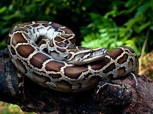 Missing 15-Foot Python Reunited With Owner In Chatsworth