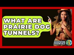 What Are Prairie Dog Tunnels? - Ecosystem Essentials