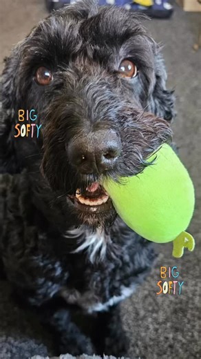 Meet Cooper the Sproodle — the sweetest big softie you’ll ever meet! 🧡🐾 He loves nothing more than trotting around with a toy proudly in his mouth, living his very best life and charming absolutely everyone he meets. Such a happy boy with the gentlest nature. We adore you, Cooper! 🐶✨ Hashtags: #CooperTheSproodle #SproodleLife #SoftieAtHeart #ToyLover #HappyPup DogTrainingJourney TeachersPetTraining PuppyLove DogsofInstagram InstaDog FluffyFriend GoodBoyClub DogTrainerLife | Teachers Pet Train