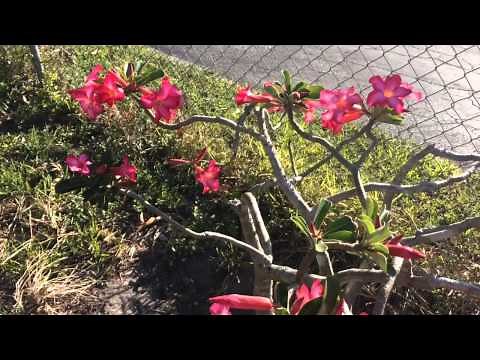 How to Grow a Desert Rose plant (growing in Florida)