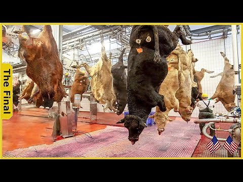 9 Million Reasons Why Raising Cows Is America’s Best Kept Secret - Farming Documentary