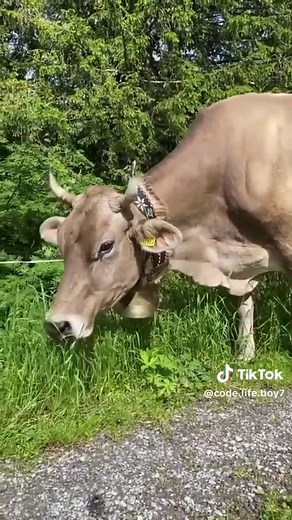 Understanding the Purpose of Bells on Cows