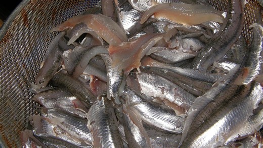 Sustainable Seafood: How Aquaculture Is Evolving Amid Climate Challenges