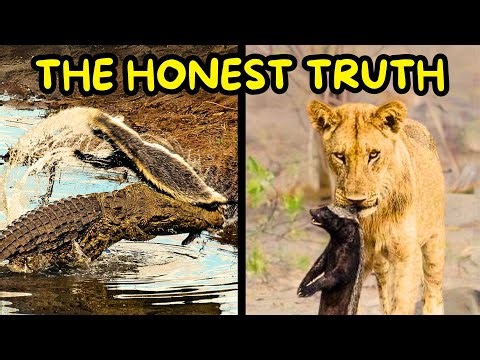 Honey Badgers Don't Give a Sh*t