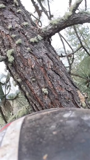 Ben Owens on Instagram: "Quick little crane action…this tree was a double stem pine that was actively failing, so it was a little quick and dirty, not the cleanest pick but we got er done safe 🤷‍♂️ #treework #treeremoval #instagood #chainsawman #arboristsofinstagram #reels #arborist #chainsaw #stihl #cranework #hazardous #hazardtree @arbortecfw @true_north_tree_care"