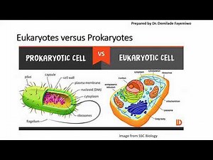 Chapter 1.3: Identifying Cell Organelles and Different Cell Types