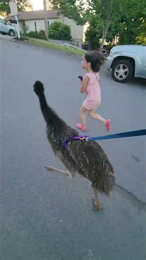 Baby Emu Brenda Exploring the Neighborhood || ViralHog