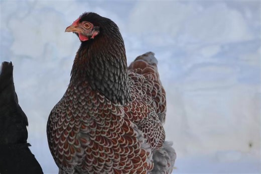 Il annonce du temps glacial pour quelques jours 🥶 Voici 4 conseils pour prendre soin de vos poules: ✅ Une bonne épaisseur de copeaux de bois pour couper le froid au sol. ✅ De l’eau accessible en tout temps. ✅ De la nourriture à volonté, car se réchauffer demande beaucoup d’énergie. ✅ Gardez vos poules à l’intérieur pour éviter les engelures, les grands écarts de température et conserver la chaleur du poulailler. #astucesdupoulailler #conseilspoules #tipsforchicken #wintercoop #winterchickens | 