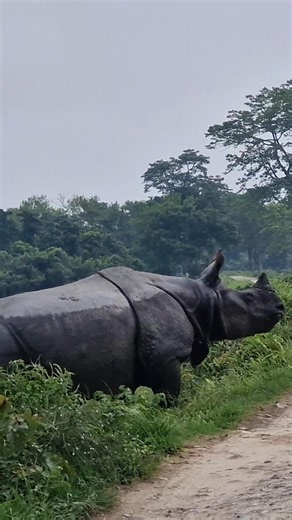 Face to Face Rhino | kaziranga