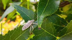 Close up video of a mottled shieldbug (stink bug) on fresh maple leaves. Shot at 120 fps.