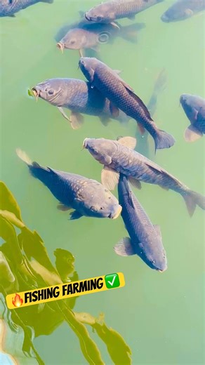 OMG 😱 Fish Farming | unique fishing techniques #shorts #fishing #facts #youtubeshorts