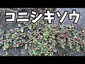 踏まれても平気なコニシキソウの生命力がすごい