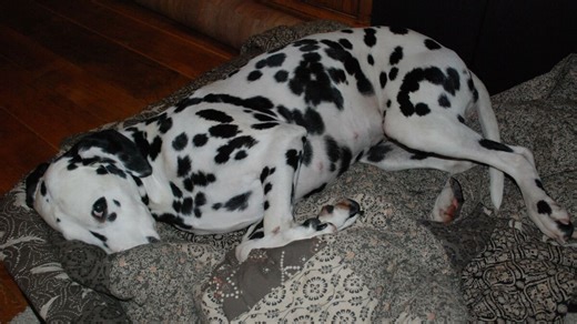 This Dalmatian Gave Birth To A Record-Breaking Number Of Puppies