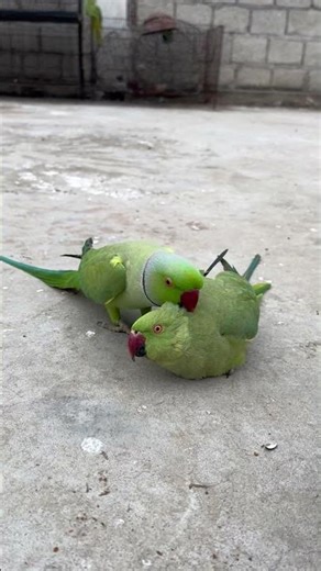 Male Parrot Trying to Impress Female with Different Techniques 🦜💚 #ringneckparrot #parrotlove