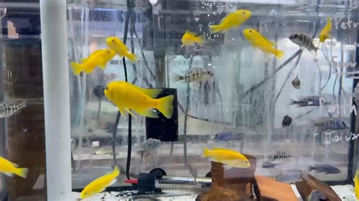 The Electric Yellow Lab Cichlid (Labidochromis caeruleus) is a stunning African cichlid from Lake Malawi, admired for its bright, lemon-yellow body and contrasting black fins. Peaceful for a cichlid, it’s hardy and adaptable, making it a great choice for both beginners and experienced keepers. Best kept in groups with plenty of rocks and hiding spots. | Pet Zone Tropical Fish, San Diego, California | Facebook