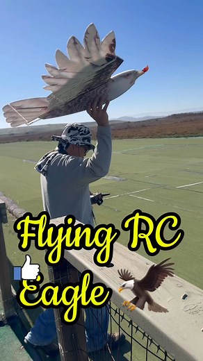 RC Bald Eagle 🦅 #rcplane #aviation #RC | RC Lovers