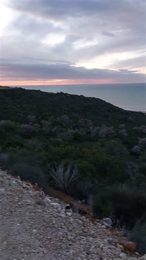 Silent Walk in the Forest 🌿 Feel the Peace #shorts