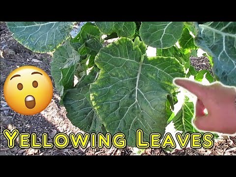 Here's Why Your Plants Leaves Are Turning Yellow!