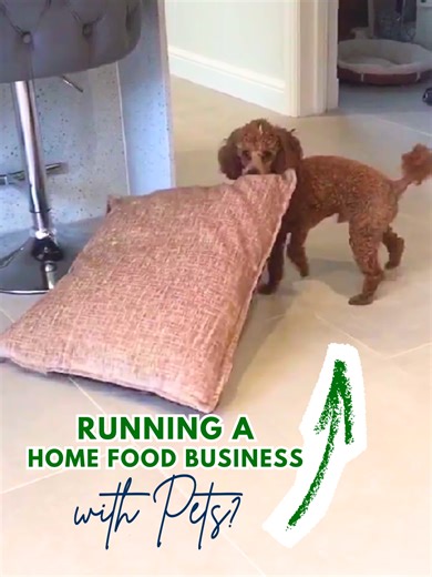 I’m often asked as an EHO: “Can I run a food business from home if I have pets?” ✅ YES with the right controls. The non-negotiables: ✔️ No pets in the kitchen during food prep ✔️ Clean & disinfect surfaces before you start ✔️ Keep food areas pet-free Milo destroying a pillow is funny 😅 Pets in food areas? Not funny, that’s a contamination risk. #fypシ゚ #unitedkingdomfood #businesstok #cakemakersoftiktok#petsoftiktok