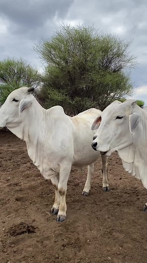 Enjoy Relaxing Moments with Braham Cows on the Farm