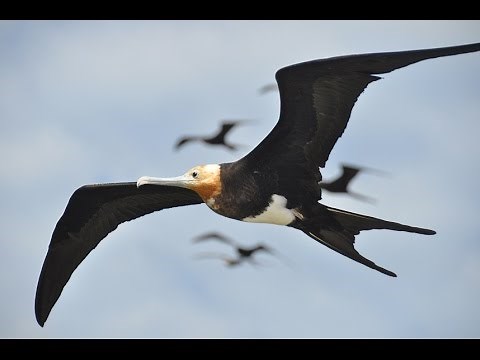 Frigatebirds ride air currents like a roller coaster