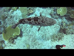 Great Barrier Reef 2024 - Cod Hole Dive Site (Dive 9 & 10)
