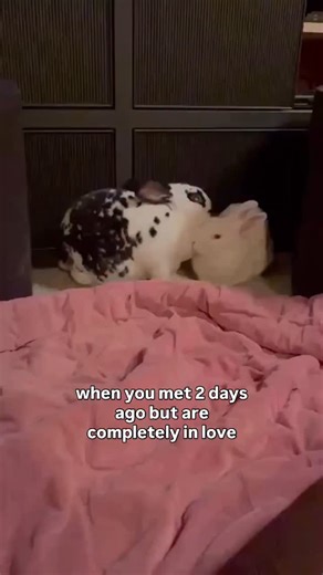 Our sanctuary does bonding and speed dating for bunnies to help them find their match, this includes facilitating speed dates and helping coach people through bunny bonding! Gracie got to meet Cowboy a couple days ago and they’re totally in love. It’s usually not so easy. 🤫💕 | Avalon Microsanctuary