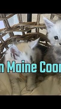 Exclusive: Beautiful Kittens of Blue Silver Maine Coon Mom