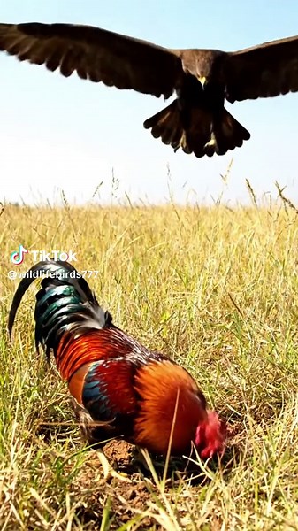 Eagle Captures Male Chicken in Stunning Nature Moment