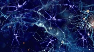 Brain Synapses. Human Brain Neurons. Human Brain Synapses Animation