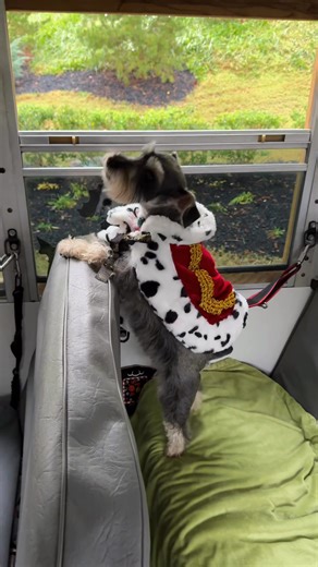 Which dog are you today?? 😄 # | The Storybook Bus