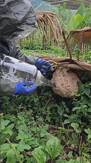 Japanese Hornet Harvesting Late Season #wasp #insects #hornet