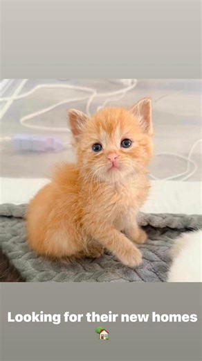 Loooking for their new homes  Well drained and lovely 殺 | Main coon cat’s and kitten’s for sale | Facebook