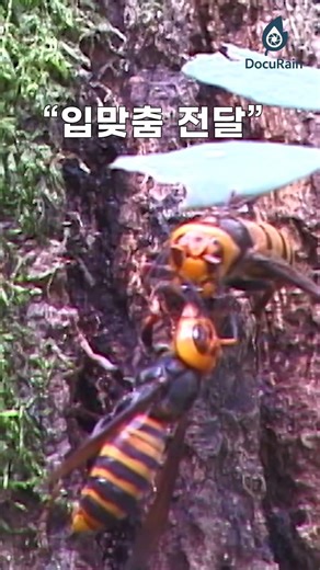 The Secret Feeding Place of the Longicorn Hornet